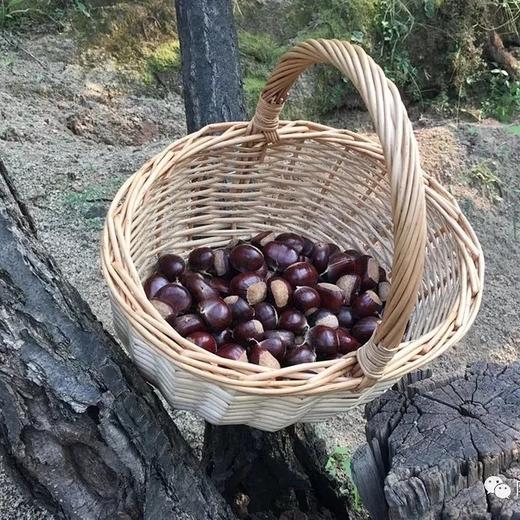 【清净栗园鲜板栗】10年生态种植｜无任何化肥和农药，自然成熟 商品图3