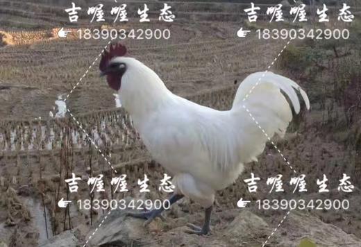 吉喔喔生态养殖专业合作社 商品图3