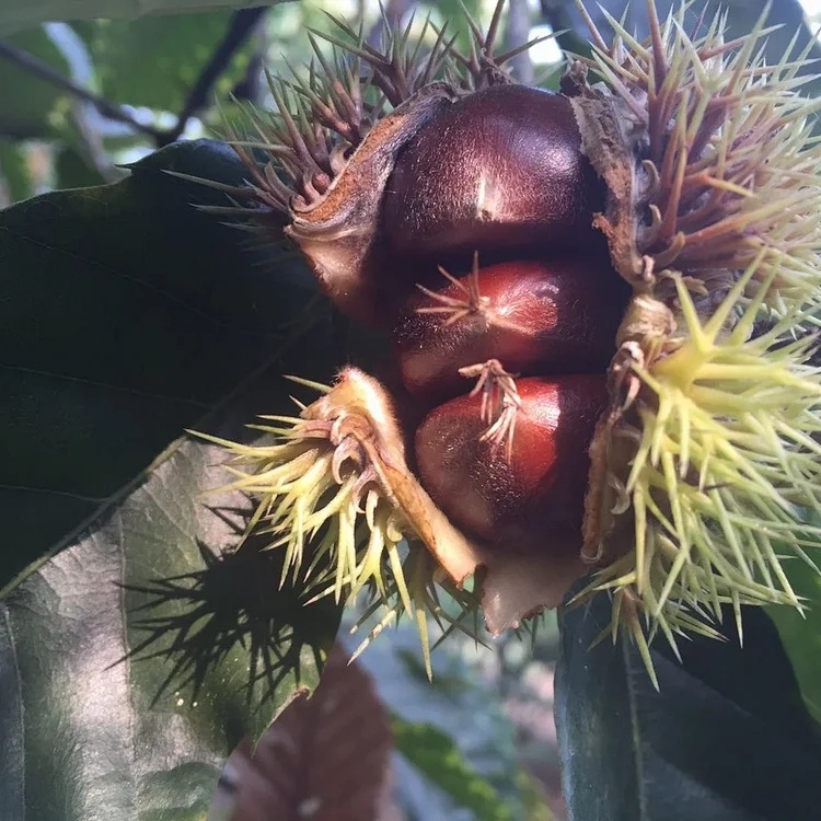 【清净栗园鲜板栗】10年生态种植｜无任何化肥和农药，自然成熟