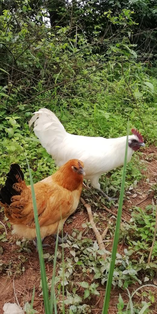 吉喔喔生态养殖专业合作社 商品图6