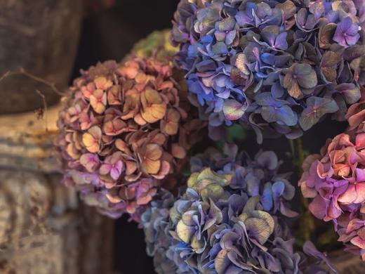 【周四团购】单枝秋绣球39.8元 2人拼团 商品图4