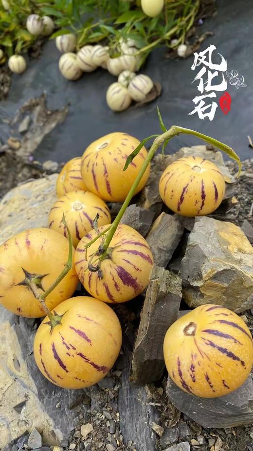 云南 • 石林风化石人参果5斤 饱满肥嫩 果汁清甜 低糖 低脂肪 爆汁清甜 商品图4