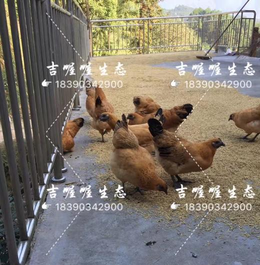 吉喔喔生态养殖专业合作社 商品图2