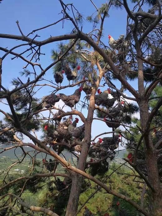 吉喔喔生态养殖专业合作社 商品图1