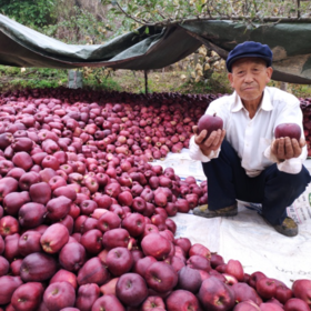 预售 11.25发货甘肃花牛苹果 地标产品 高山种植  一颗吃过的人都赞不绝口的苹果 偏粉面