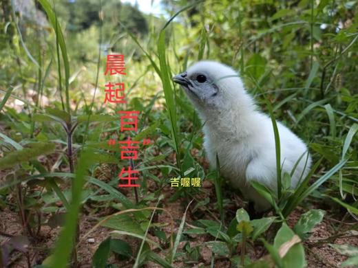 吉喔喔生态养殖专业合作社 商品图0