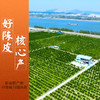 2025年新会陈皮茶枝柑天马圈枝二红皮新鲜柑皮正宗特产 商品缩略图3