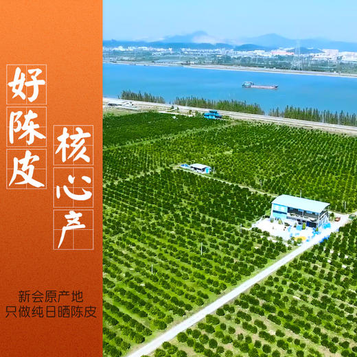 2025年新会陈皮茶枝柑天马圈枝二红皮新鲜柑皮正宗特产 商品图3