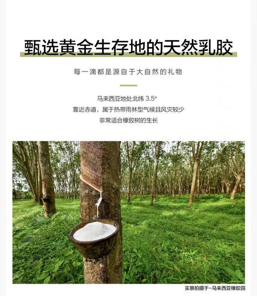 瑞吉欧马来西亚进口纯天然乳胶床垫95%含量，新疆西藏等偏远地需补运费差 商品图2