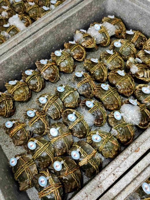 2两大闸蟹 ，全母蟹，1只 商品图0