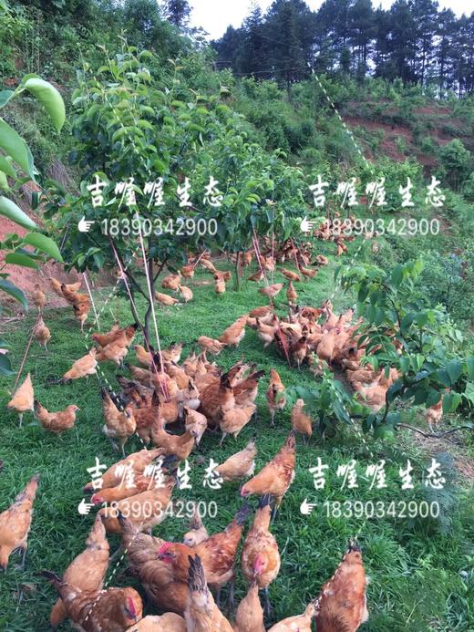 吉喔喔生态养殖专业合作社 商品图8