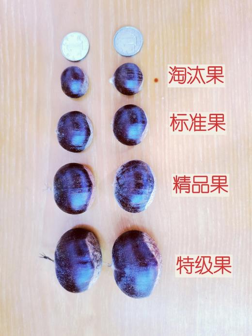 【清净栗园鲜板栗】10年生态种植｜无任何化肥和农药，自然成熟 商品图4