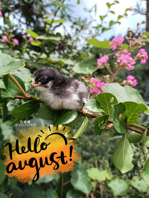 吉喔喔生态养殖专业合作社 商品图10