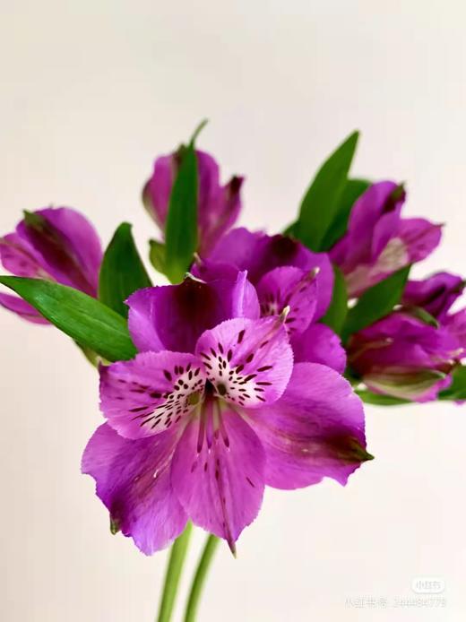 H Lyl 水仙百合紫色 6 云花朵朵
