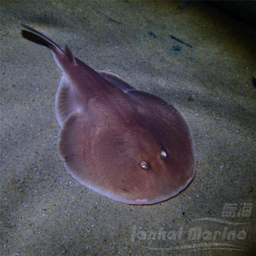 小电鳐 商品图1