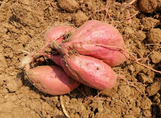 有机烟蜜薯5斤 商品图8