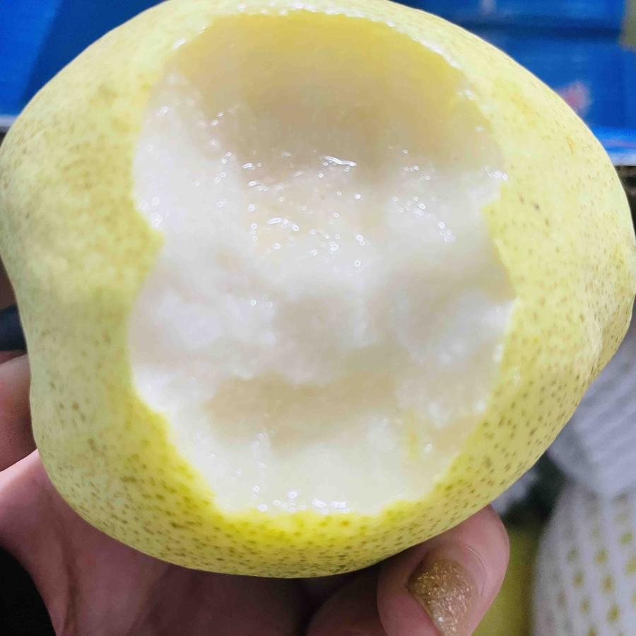 【同川酥梨】8.5/箱 酥脆甜