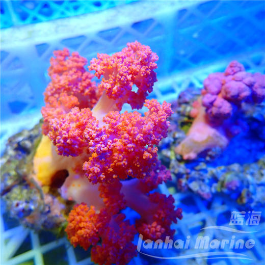 粉水桃花-人工 商品图2