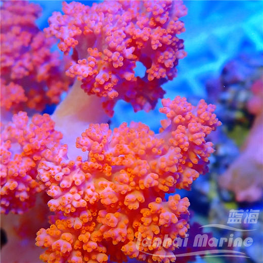粉水桃花-人工 商品图3