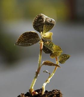 到底什么才是真正的自然疗法？