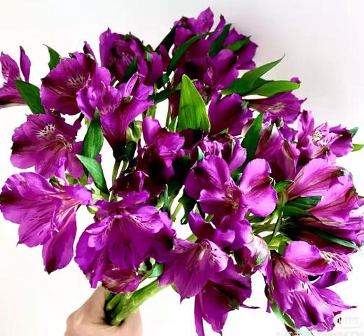 L Lyl 水仙百合紫色 6 云花朵朵