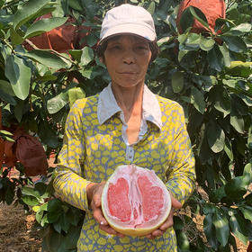 【福建琯溪蜜柚】地标产品  清甜可口，果肉脆嫩，柚香浓郁，现摘现发