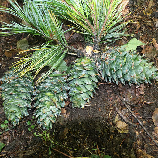 【长白山野生红松子】松子仁大而饱满，嚼起来有淡淡的甜味，回味是浓郁的松果气息，自然生长，过齿留香，原香好滋味！ 商品图2