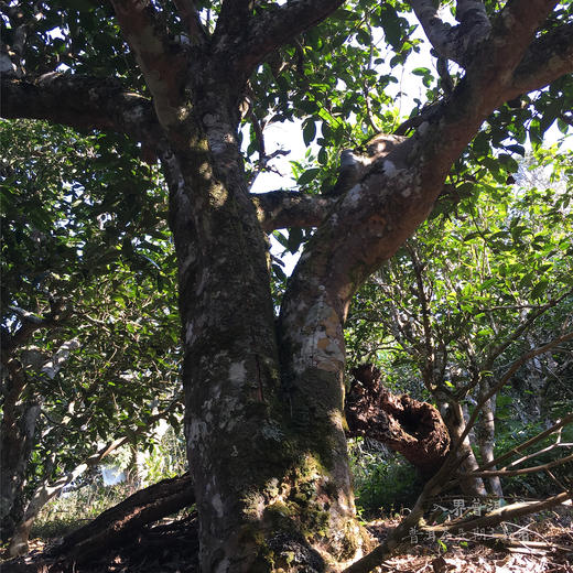 勐宋古树小方砖  熟茶 单盒/礼盒装 2019/2020年 商品图2