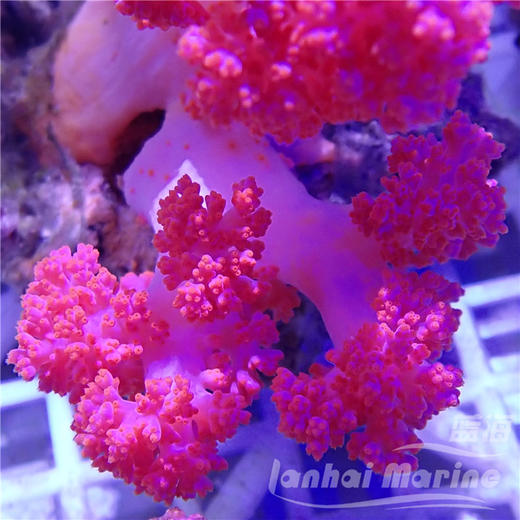 粉水桃花-人工 商品图4