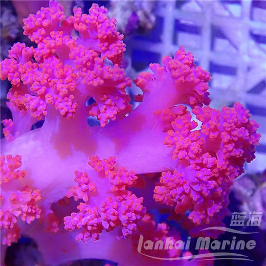 粉水桃花-人工 商品图5