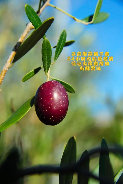 奥丽肤水感养肤柔和卸妆油 兲然橄榄油成分 孕F勄感肌都可用｜推崇自然之美 还原肌肤的本质 清爽脸部 堔层清洁 商品图6