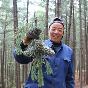 【长白山野生红松子】松子仁大而饱满，嚼起来有淡淡的甜味，回味是浓郁的松果气息，自然生长，过齿留香，原香好滋味！