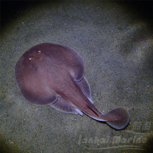 小电鳐 商品图5