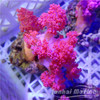 粉水桃花-人工 商品缩略图1