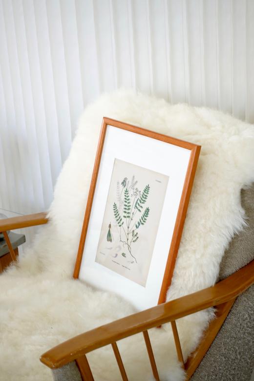 植物标本中古挂画 钢板印刷+手绘上色 商品图2