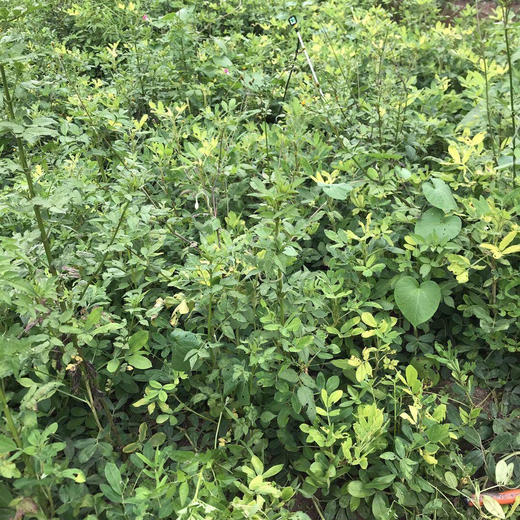 云南小粒黑花生 高原阳光 黑色营养 干生花生 商品图3