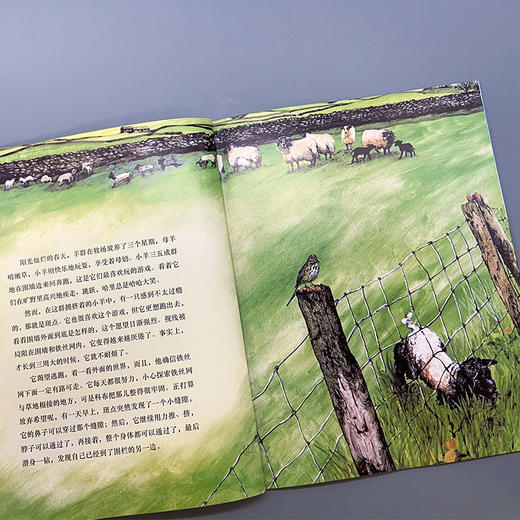失踪的小羊羔 我的动物朋友系列 3000927 商品图4