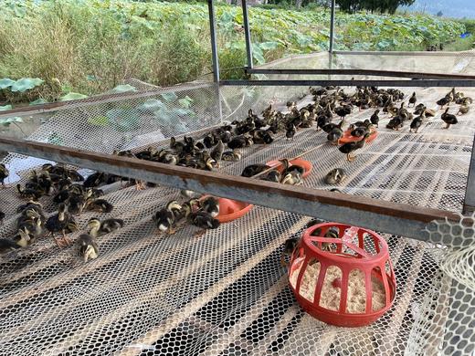 散养麻鸭3斤左右 商品图2