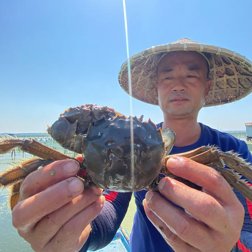 小抱抱找来正宗的阳澄湖大闸蟹啦 美味鲜甜 吃完满手黄油 商品图4