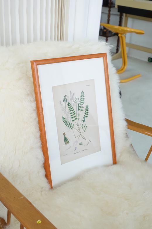 植物标本中古挂画 钢板印刷+手绘上色 商品图1