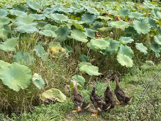 散养麻鸭3斤左右 商品图4