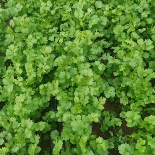 【5件包邮】酵素农法蔬菜丨5件起包邮（卓园） 商品图11