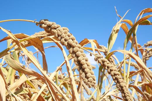 【沂蒙山黄小米】自然成熟，现磨现发，新鲜美味-YMSSZT 商品图6