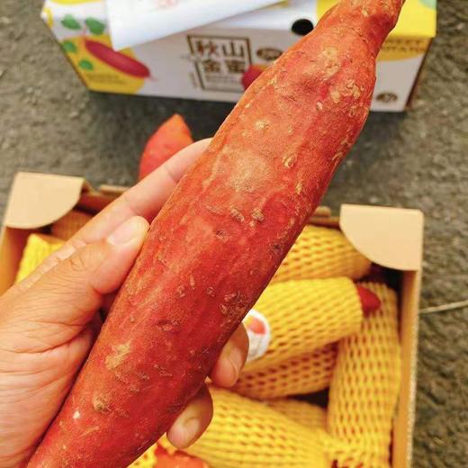 【秋山金蜜.红薯】约5斤/箱，可蒸可烤 商品图8