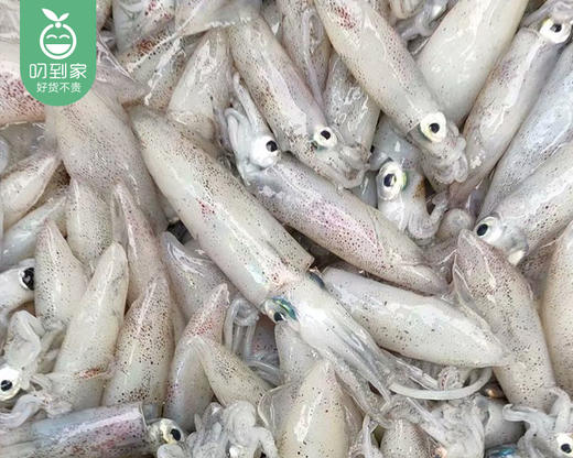 东山活冻灯捕小管/1份（500g±30g）生产日期：25年6月 商品图1