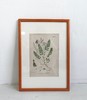 植物标本中古挂画 钢板印刷+手绘上色 商品缩略图0