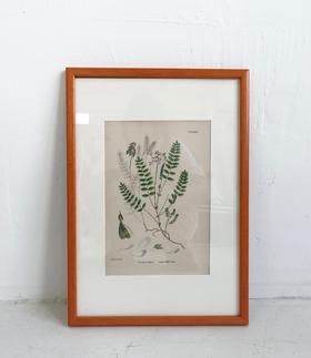 植物标本中古挂画 钢板印刷+手绘上色