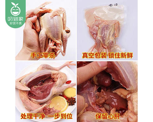 安溪谷物饲养老鸽（350g±30g/只 2年以上） 商品图3