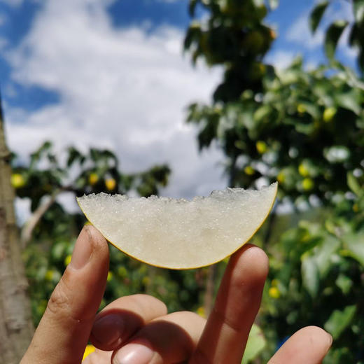 云南宾川高山蜂糖梨 甜蜜多汁 脆爽无渣 产地直供 礼盒装/普通装 - 滇