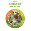 大三湘有机浓香山茶油 低温物理压榨炒菜食用油耐220度高温 1L装 商品缩略图3